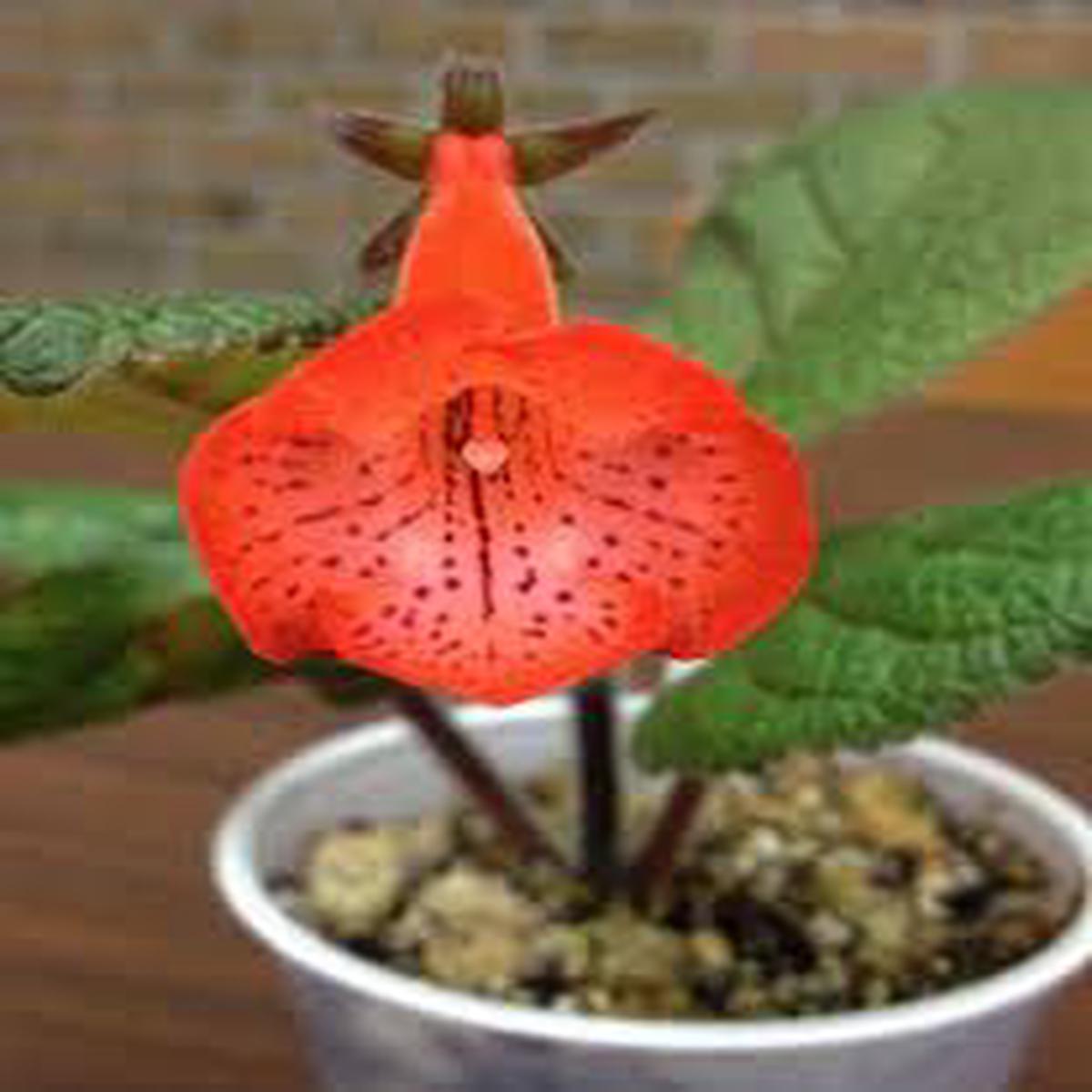 Orange Plena Sinningia Flower Seeds for Planting Heirloom, Non-GMO, Easy-to-Grow Organic Garden Seeds