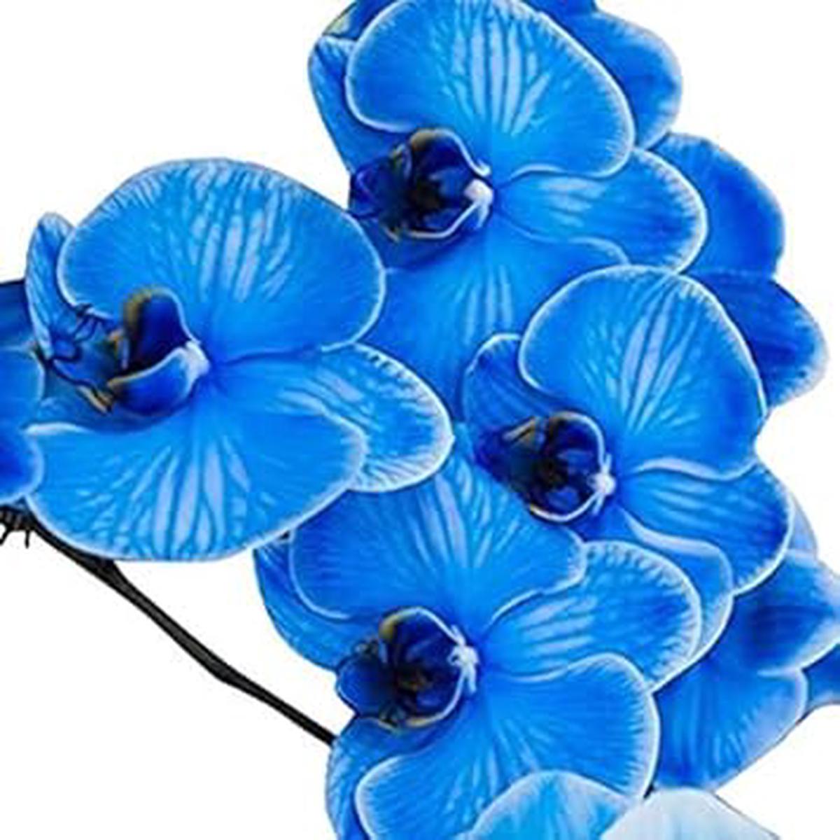 Organic Heirloom Blue Mix Cymbidium Flower Seeds for Planting Non-GMO High Germination Exotic Orchid Seeds