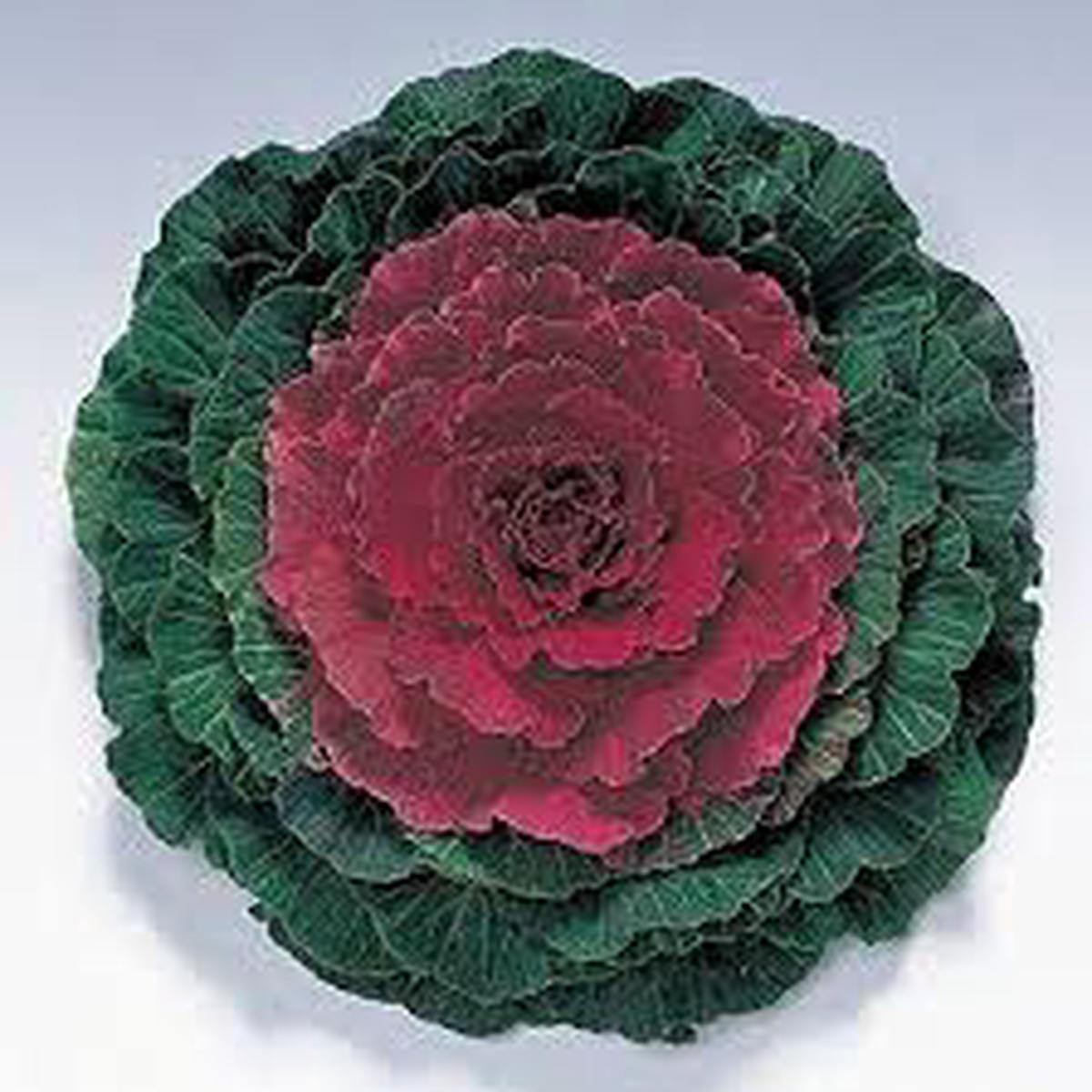 Ornamental Kale Pigeon Red F1 Imported  Heirloom, Non-GMO, High Germination Organic Garden Seeds