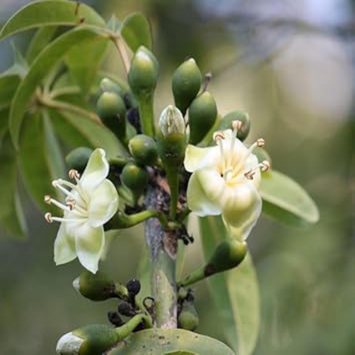 Pentandra Flower Seeds for Planting Heirloom, Non-GMO, High Germination Organic Garden Seeds
