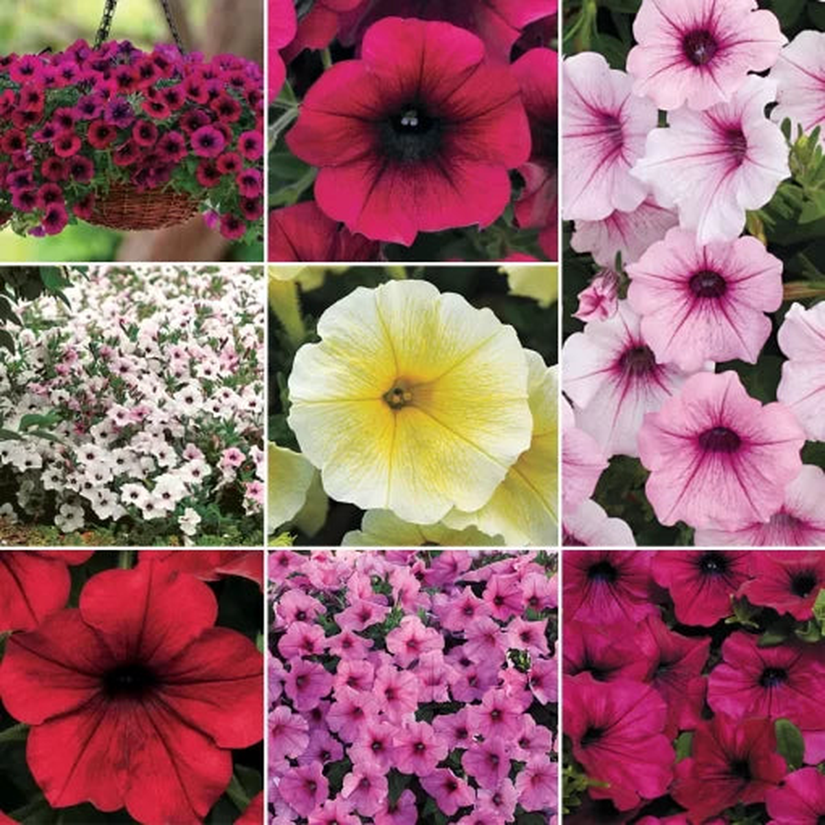 Petunia Collection Seeds | Mixed Wave-Type Spreading Petunia Blend  Heirloom, Non-GMO, High Germination Organic Garden Seeds