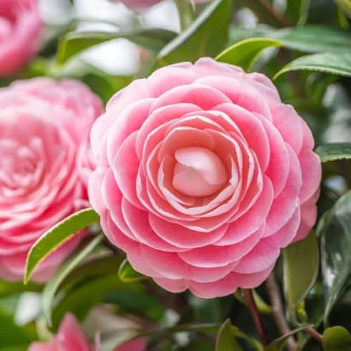 Pink Camellia Flores Flower Seeds for Planting  Heirloom, Non-GMO, High Germination Organic Garden Seeds