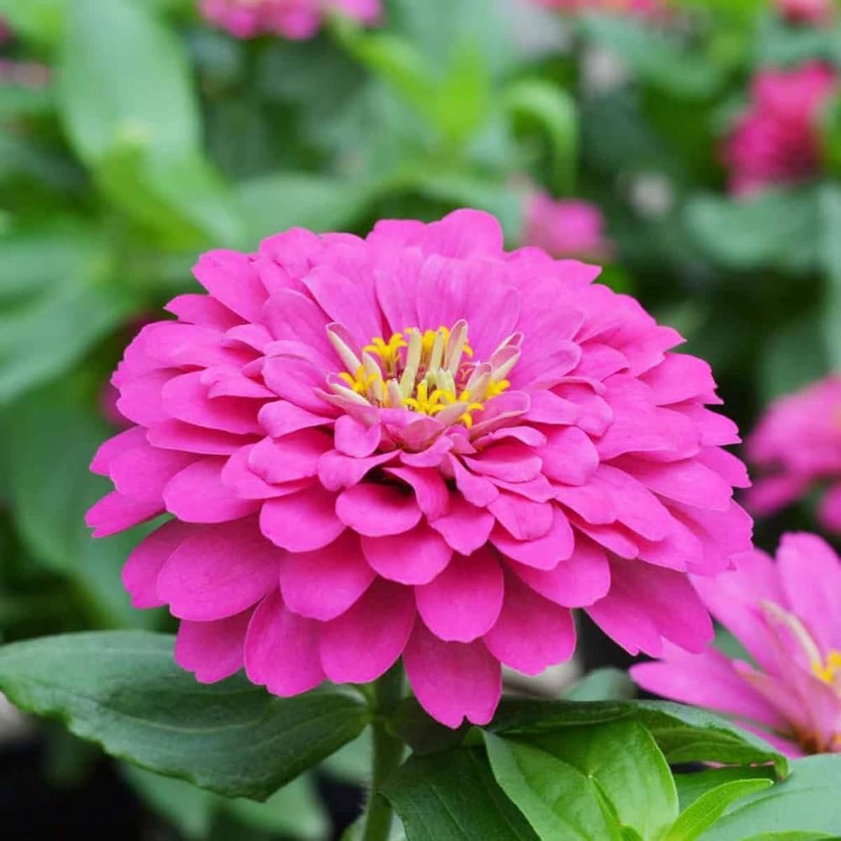 Pink Zinnia Flower seeds for Planting Pollinator Friendly Heirloom & GMO Free Seeds for Home Garden   Sale