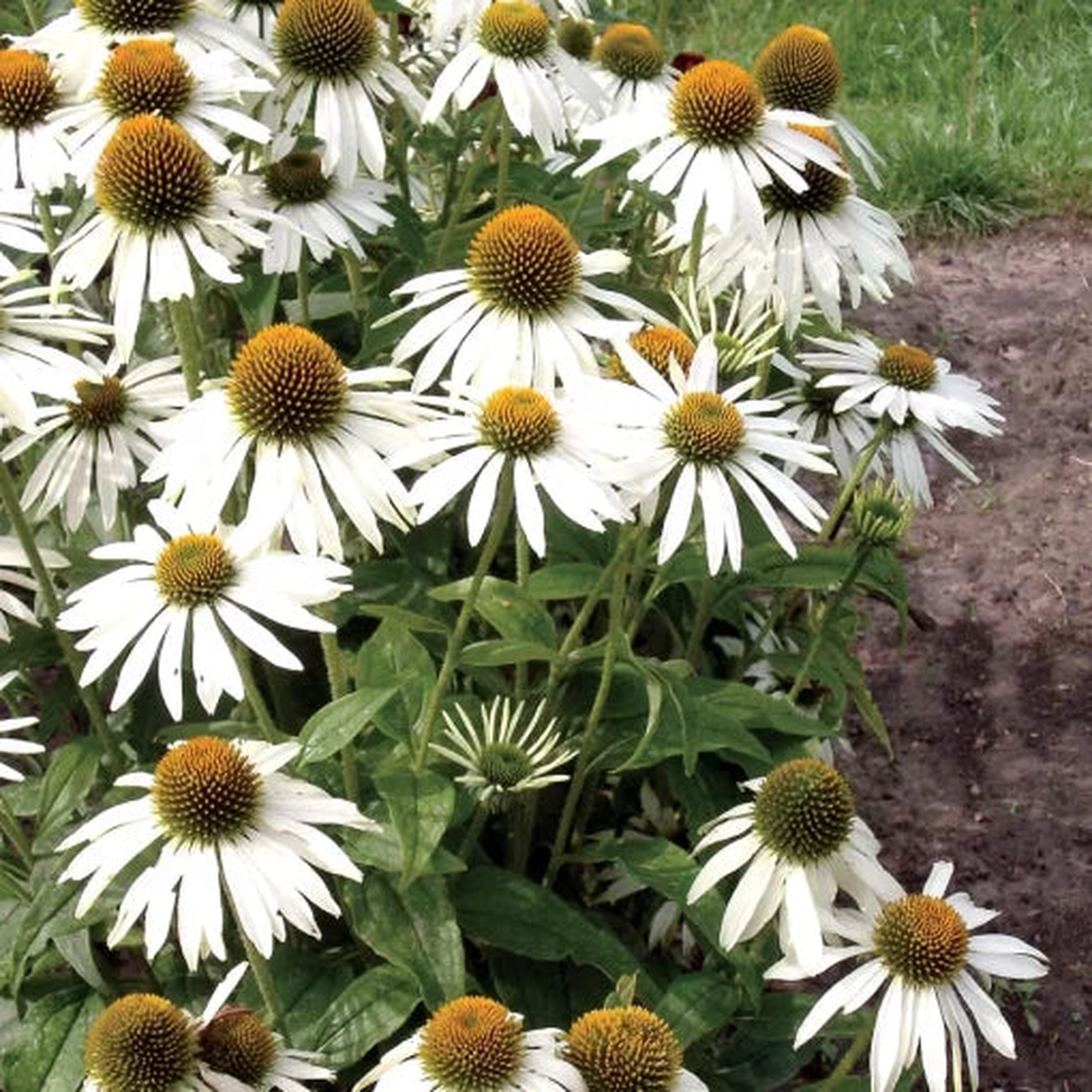 Purple and White Coneflower Seeds | White Swan Bicolor Echinacea  Heirloom, Non-GMO, High Germination Organic Garden Seeds