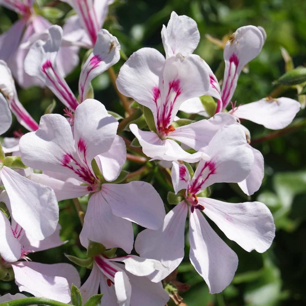 Purple & White Geranium Flower Seeds for Planting  Heirloom, Non-GMO