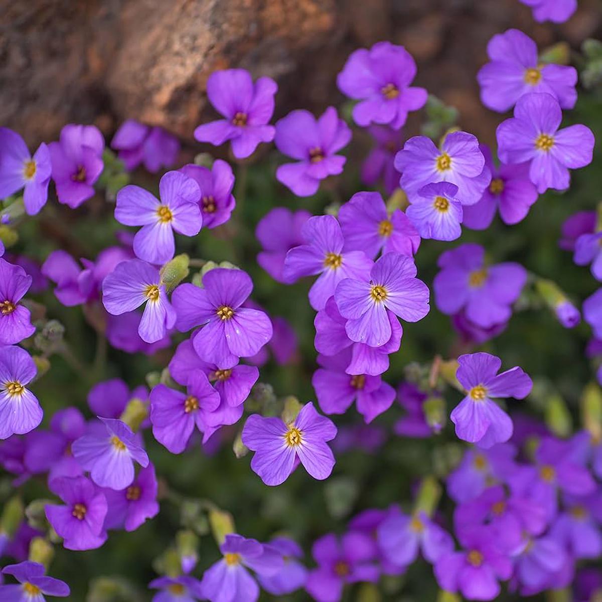 Rainbow Creeping Thyme And Mixed Rock Cress – Perennial Ground Cover Flower for Home Garden