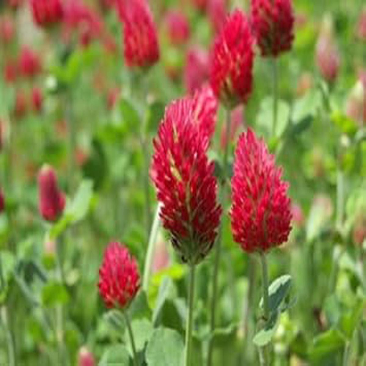 Red Clover Planting Seeds for Garden  Non-GMO, Heirloom, High Germination Organic Garden Seeds