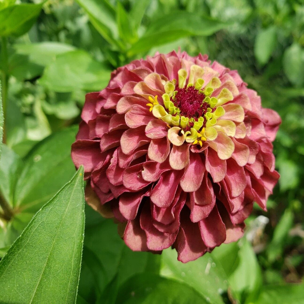 Red Queen Lime Zinnia seeds – vintage and classy look  Heirloom, Non-GMO, High Germination Organic Garden Seeds