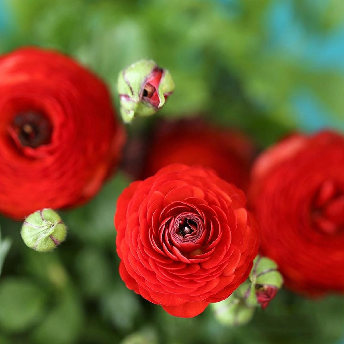 Red Ranunculus Flower Seeds for Planting – Heirloom, Non-GMO, Sun Loving Seeds for Home Garden
