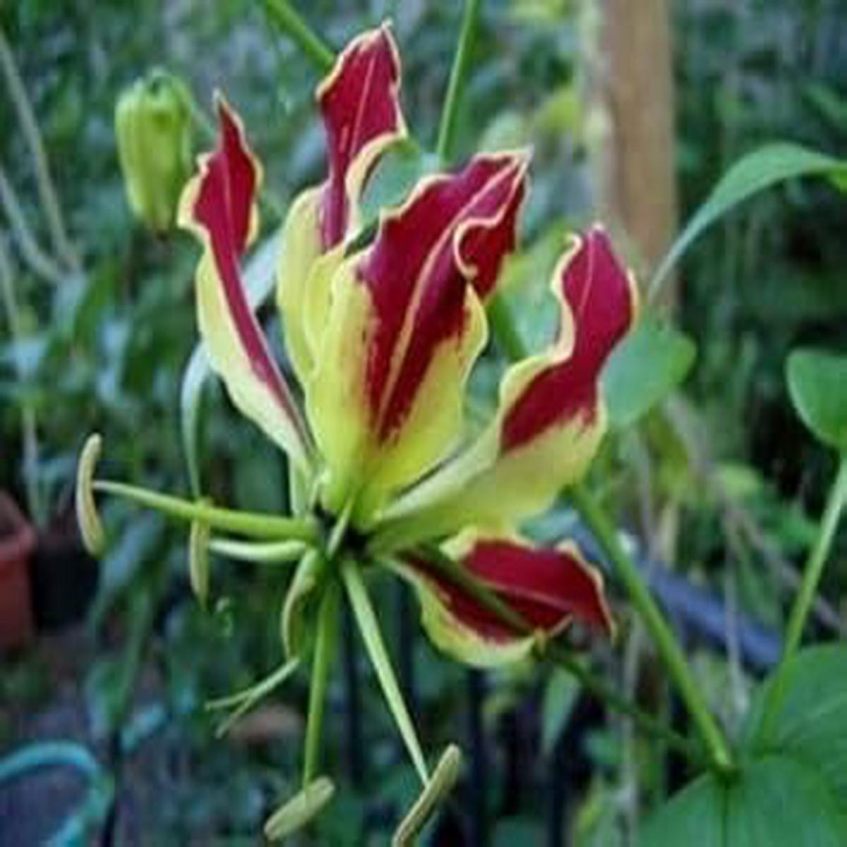 Red Rothschildiana Flower Seeds for Planting Perfect for Borders, Heirloom, Non-GMO & Organic Garden Seeds