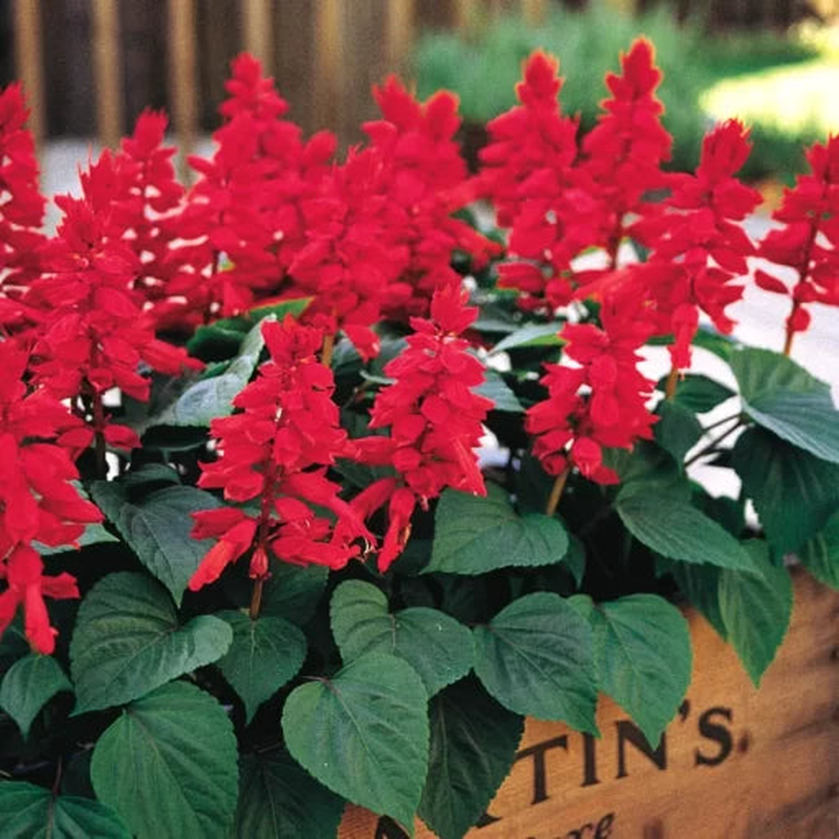 Red Vista Salvia Seeds | Vibrant Upright Scarlet Salvia  Heirloom, Non-GMO, High Germination Organic Garden Seeds