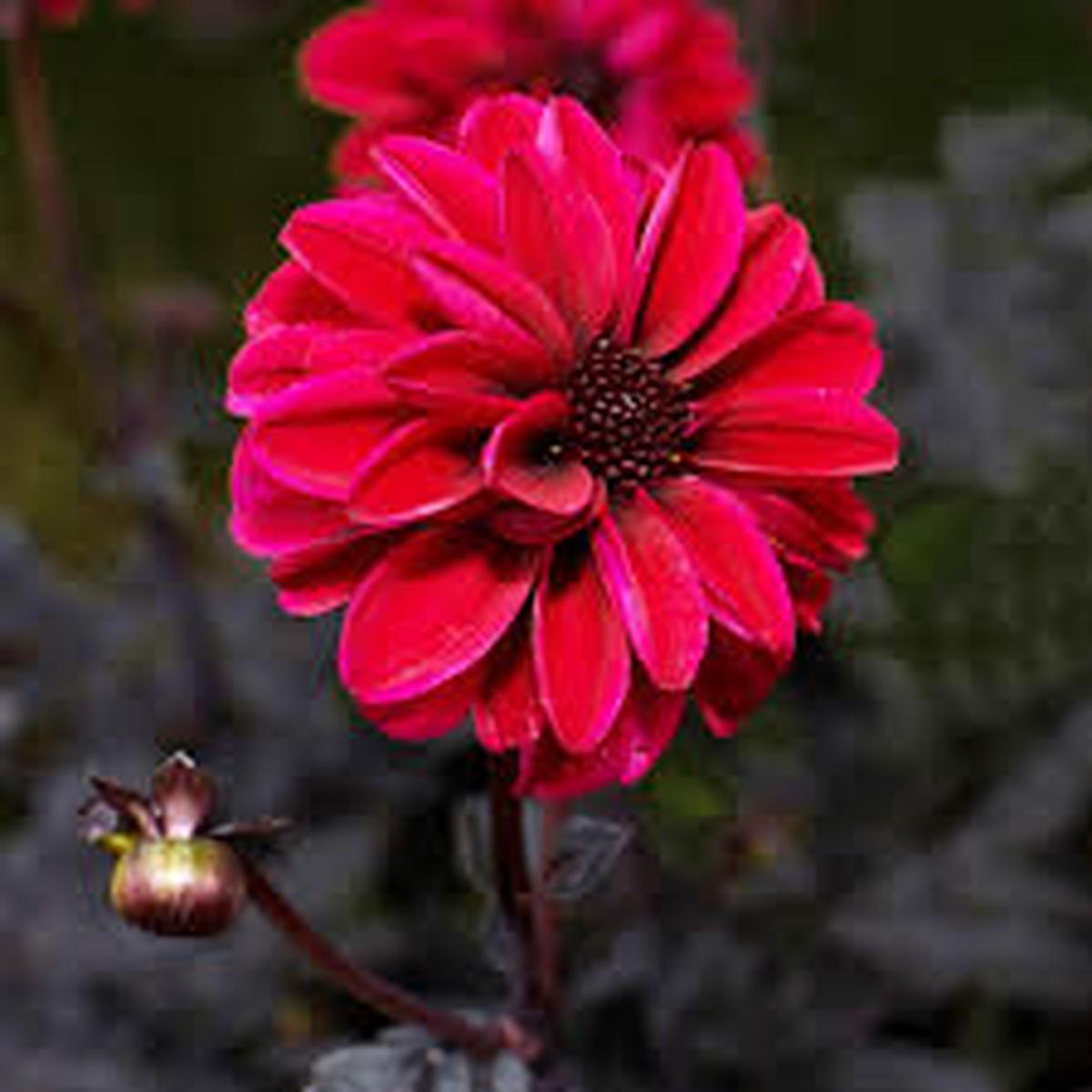 Ruby Pink Dahlia Flower Seeds for Planting Wildflower Mix Heirloom & GMO Free Seeds for Home Garden Sale