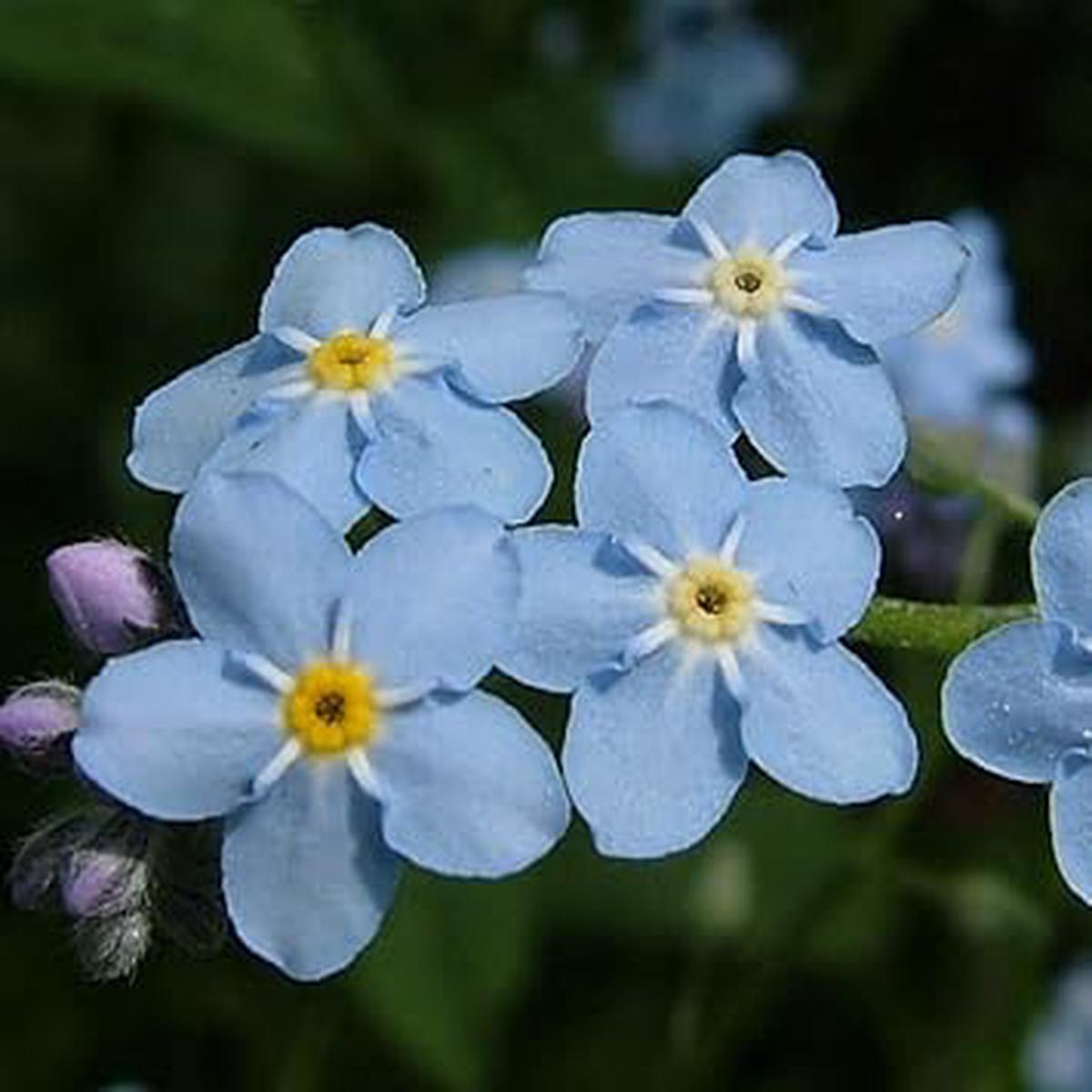 Sea Blue Myosotis Sylvatica Flower Seeds for Planting  Heirloom, Non-GMO, High Germination Organic Garden Seeds
