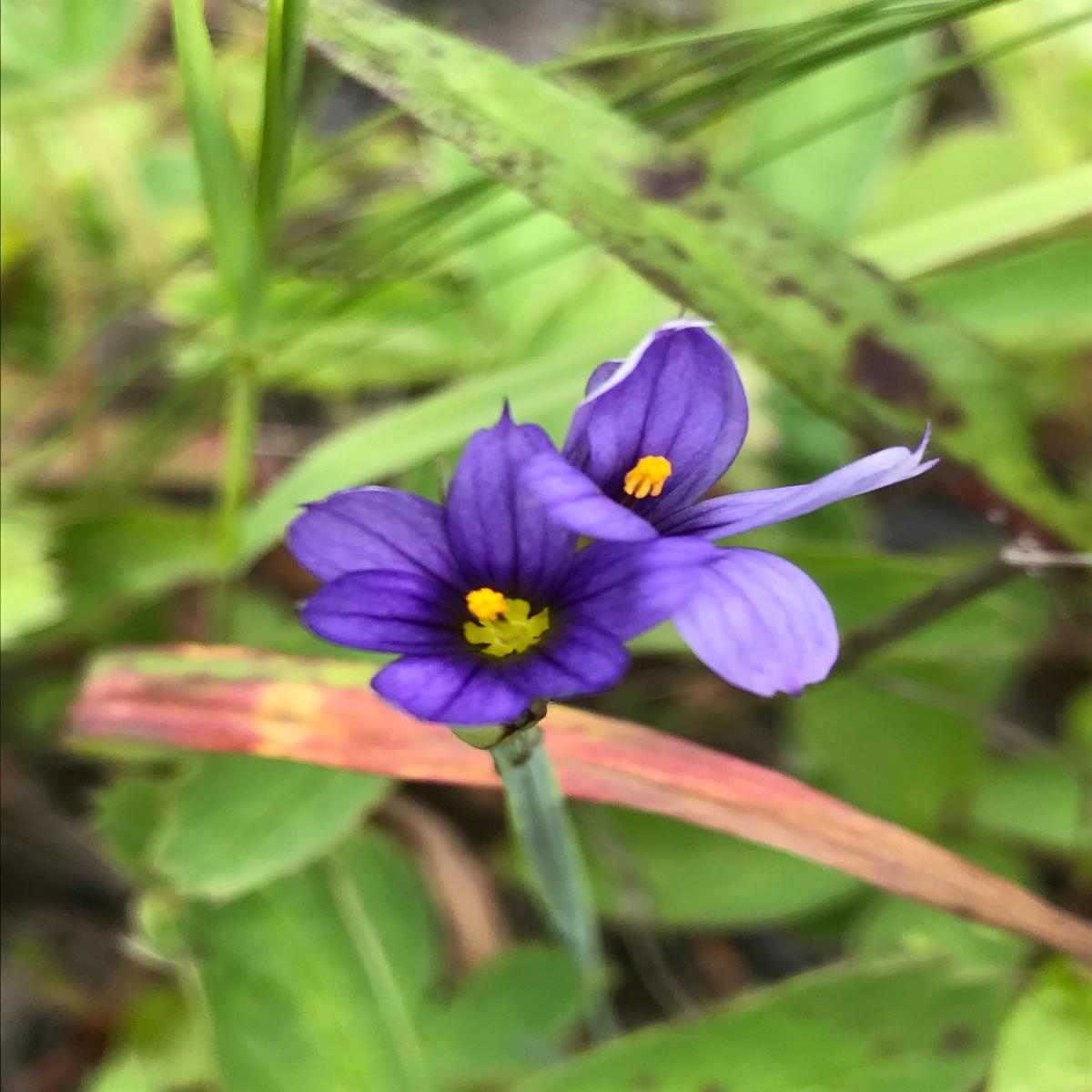 Sisyrinchium Montanum Blue-eyed Grass Seeds for Planting in Wildflower Garden