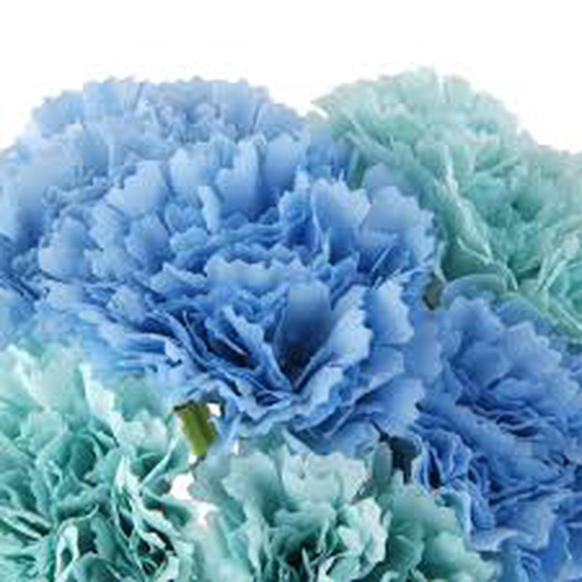 Sky Blue Carnation Flower Seeds for Planting  Heirloom, Non-GMO, Vibrant Colors Organic Garden Seeds