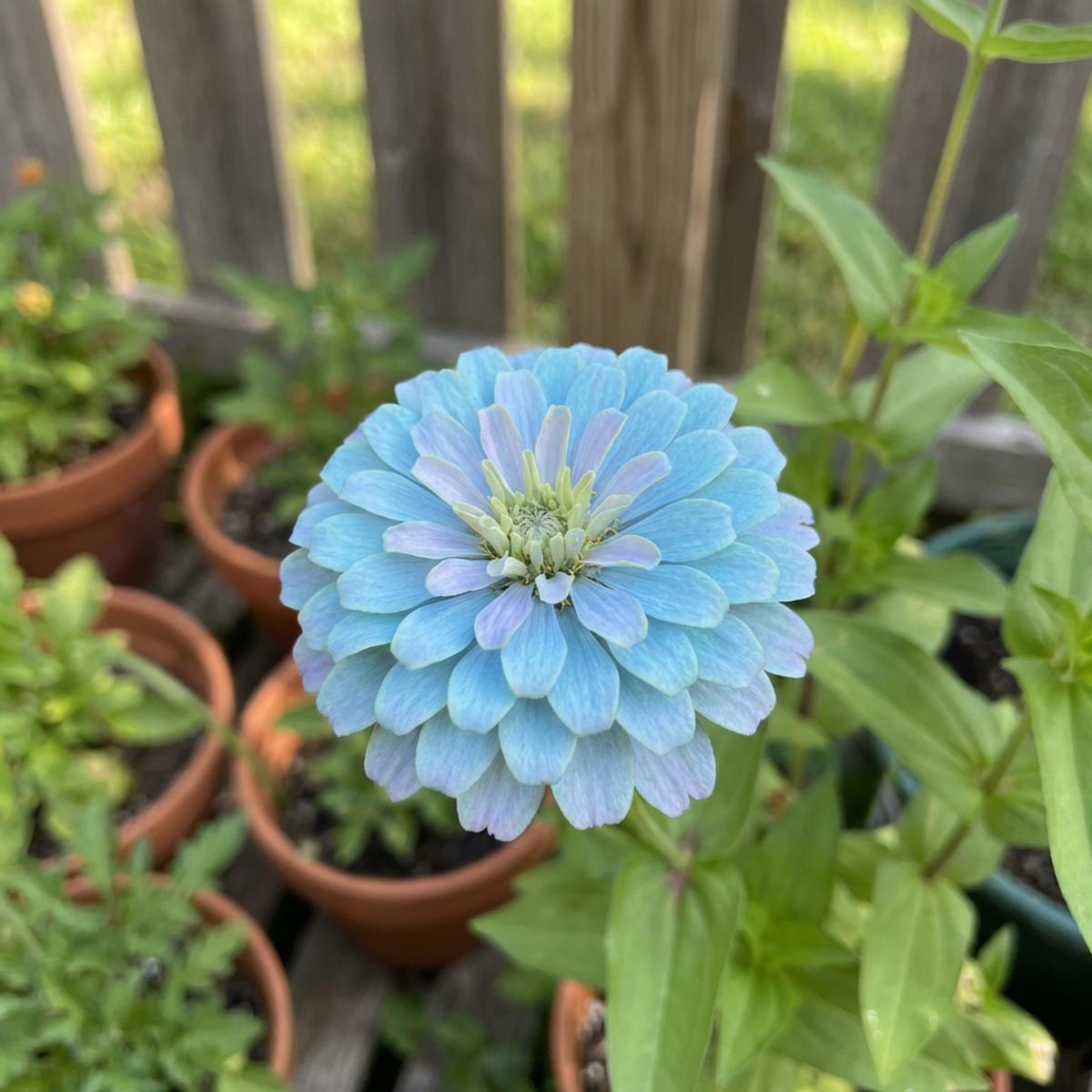 Sky Blue Zinnia Flower Seeds for Planting  Heirloom, Non-GMO, High Germination Organic Garden Seeds