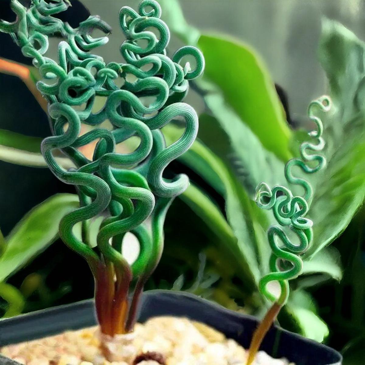 Spiralis Flower seeds for Planting – Colorful Display, Heirloom & GMO Free Seeds for Home Garden