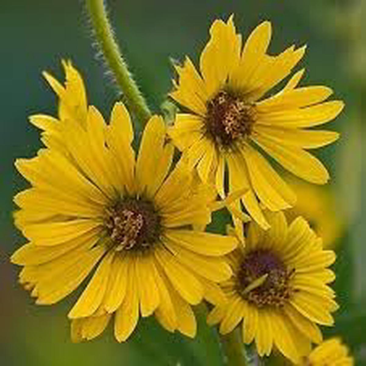 Spring Madia Flower seeds for Planting Low Maintenance Heirloom & GMO Free Seeds for Home Garden