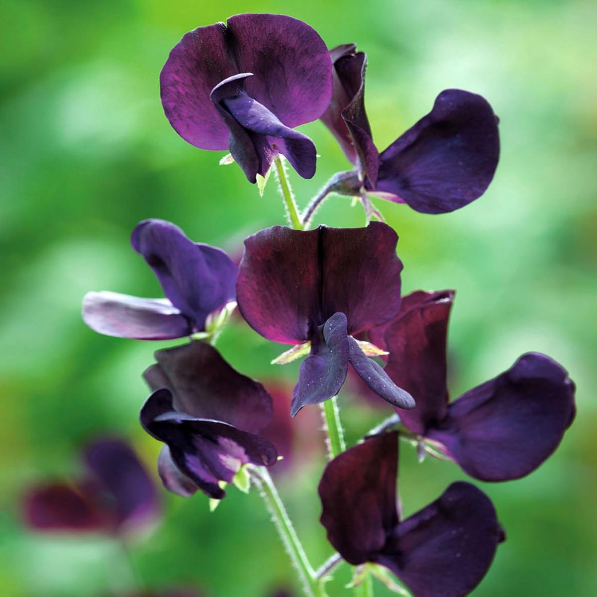 Sweet Pea Flower Seeds Planting – Seed for Elegant Blooms and Fragrant Vines in Your Garden