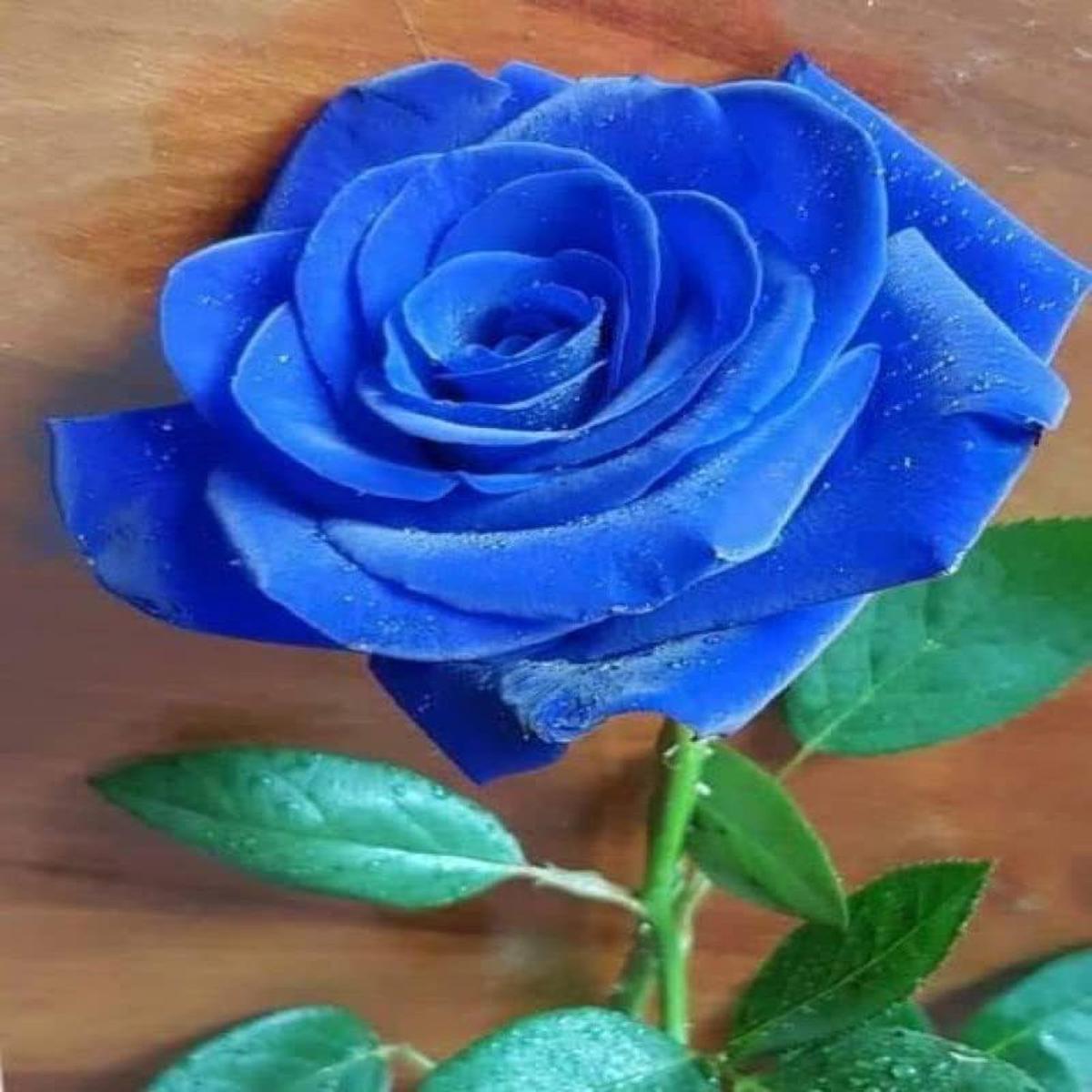 Thai Blue Rose Flower seeds for Planting – Colorful Display, Heirloom & GMO Free Seeds for Home Garden