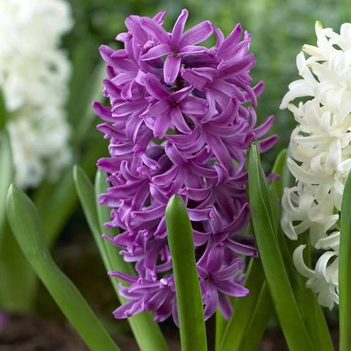 Violet Hyacinth Flower Seeds for Planting Heirloom, Non-GMO, High Germination Organic Garden Seeds