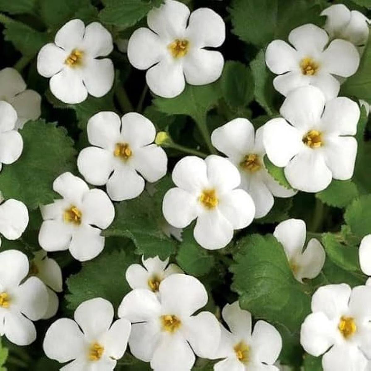 White Bacopa Flower Seeds for Planting  Heirloom, Non-GMO, High Germination Garden Seeds