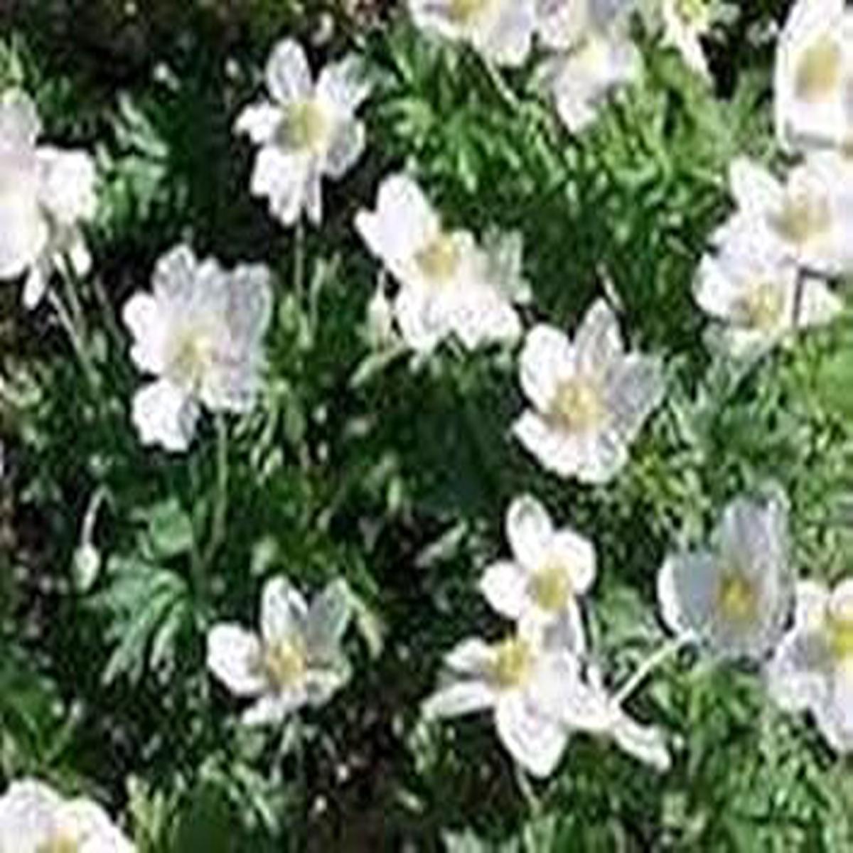 White Catchfly Flower Seeds  Heirloom, Non-GMO Flower Seeds for Planting
