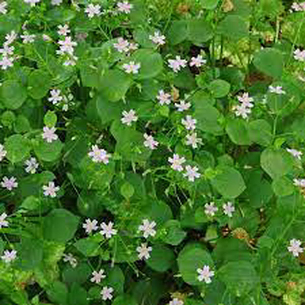 White Claytonia sibirica  Non-GMO Heirloom Flower Seeds for Planting
