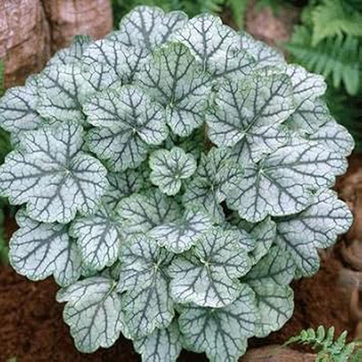 White Coral Bells Flower Seeds for Planting Heirloom Non-GMO High Germination Organic Garden Seeds