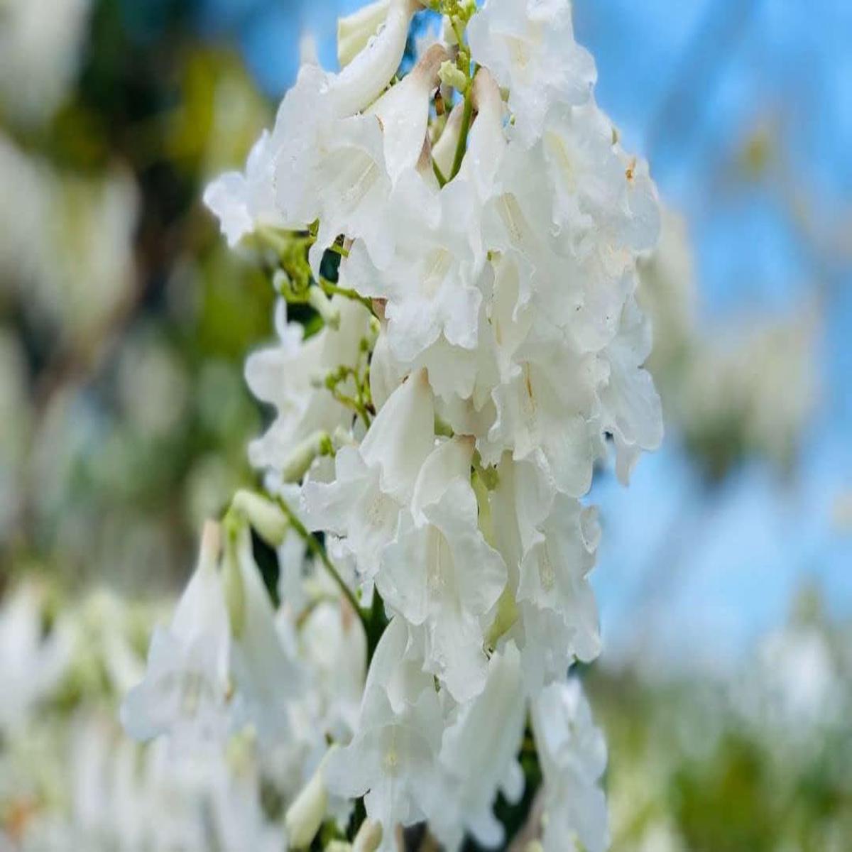 White Jacaranda Flower seeds for Planting Premium Quality Heirloom & GMO Free Seeds For Home Garden Sale