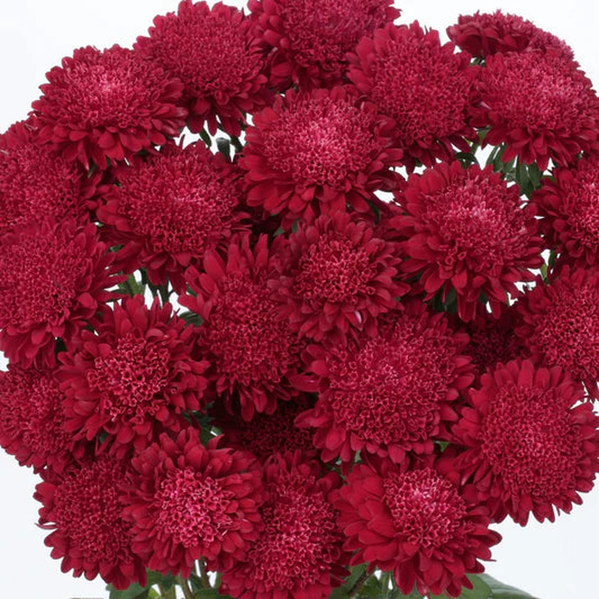 White Maroon Aster Flower Seeds for Planting Pollinator Friendly Heirloom & GMO Free Seeds for Home Garden Sale