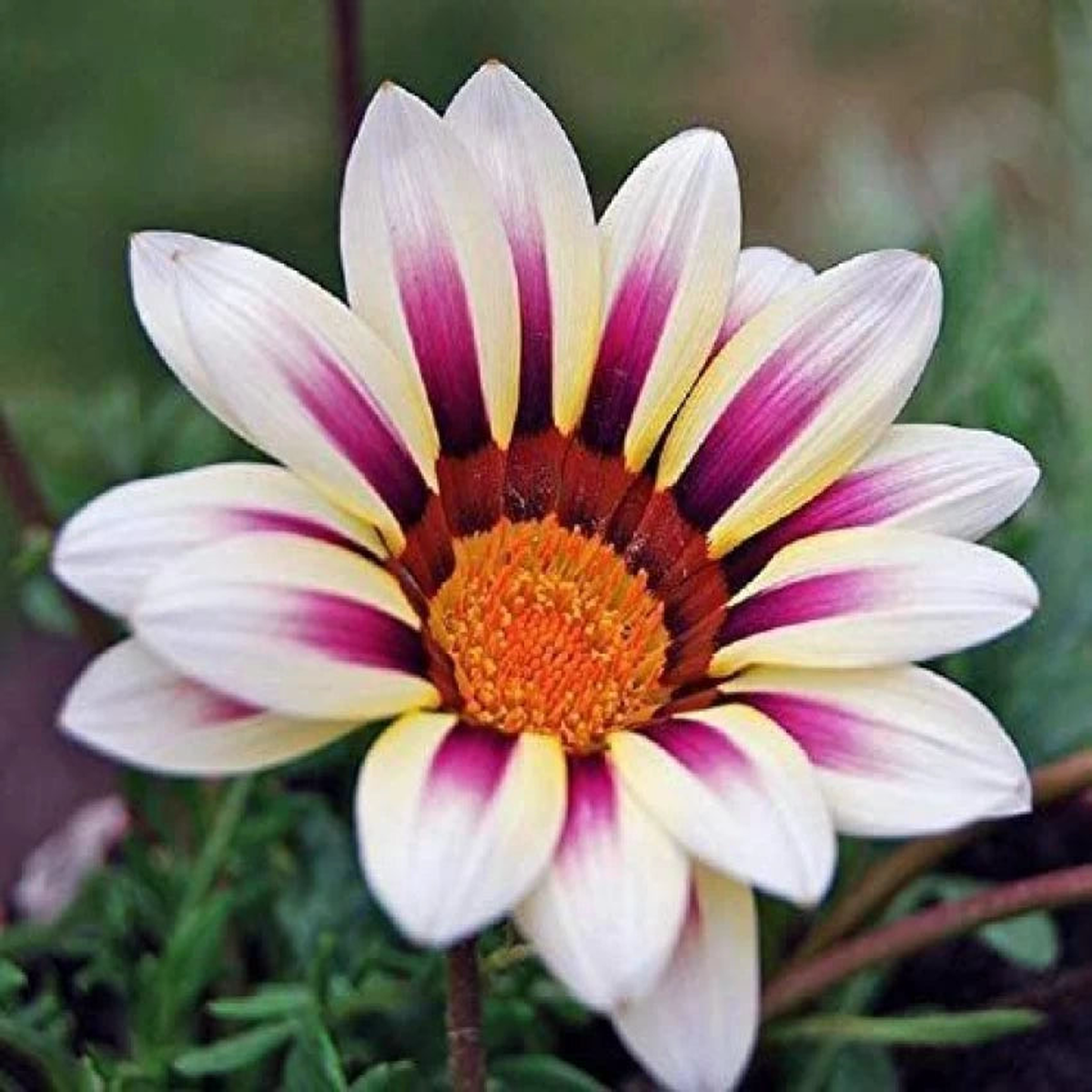 White Purple Gazania Seeds for Planting  Heirloom, Non-GMO, High Germination Organic Garden Seeds for Drought-Tolerant Blooms