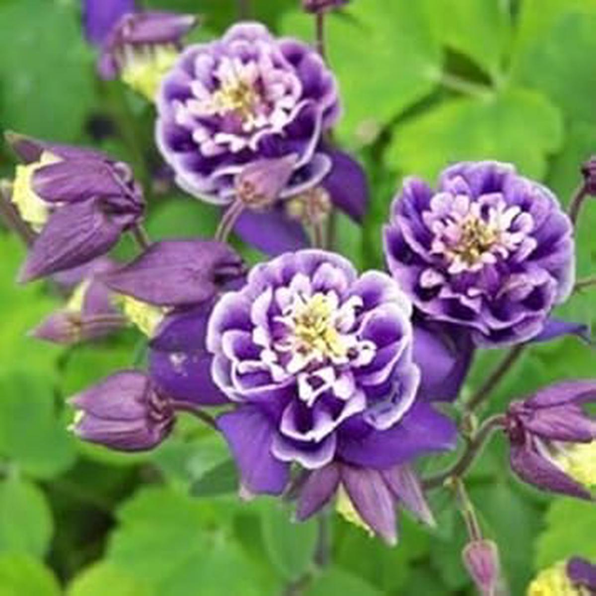 White Violet Aquilegia Flower Seeds for Planting Heirloom Non-GMO, High Germination Organic Garden Seeds