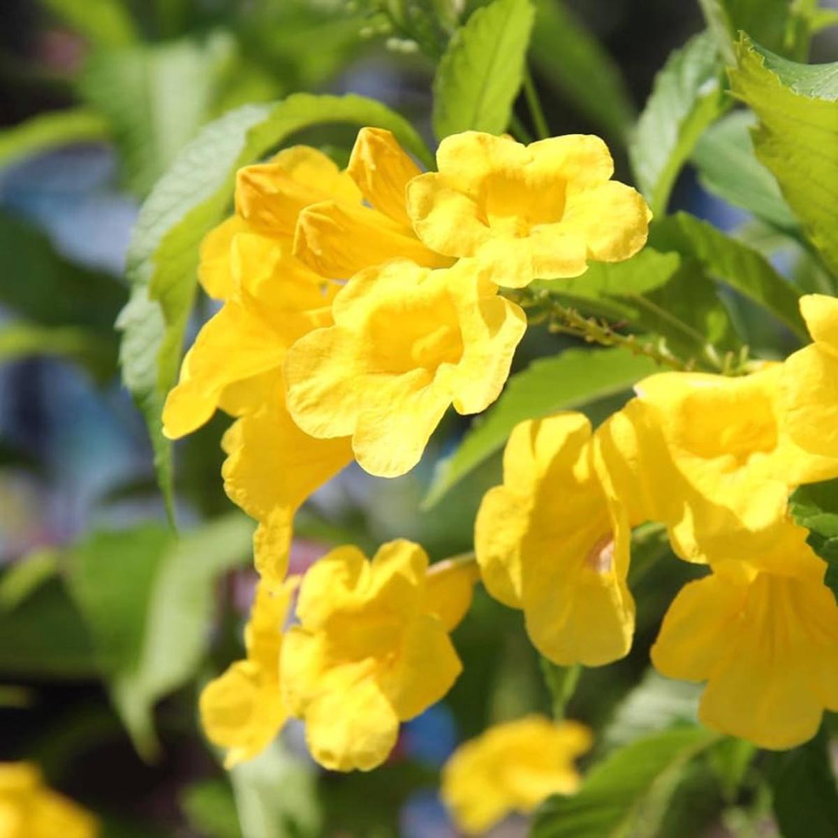 Yellow Bells (Tecoma stans) Flower Seeds for Planting  Heirloom, Non-GMO, Drought-Tolerant, Perennial – 500 Pcs