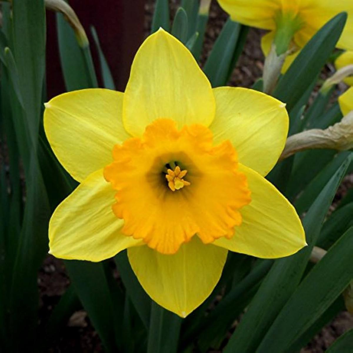 Yellow Daffodils Flower Seeds for Planting Non-GMO, Heirloom, Spring Blooms
