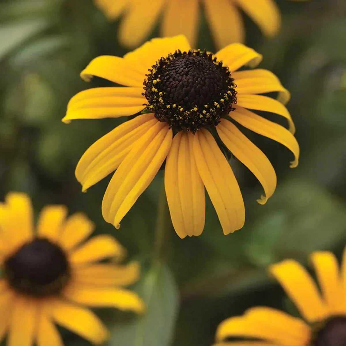 Yellow Fulgida Perennial Seeds Planting Bright