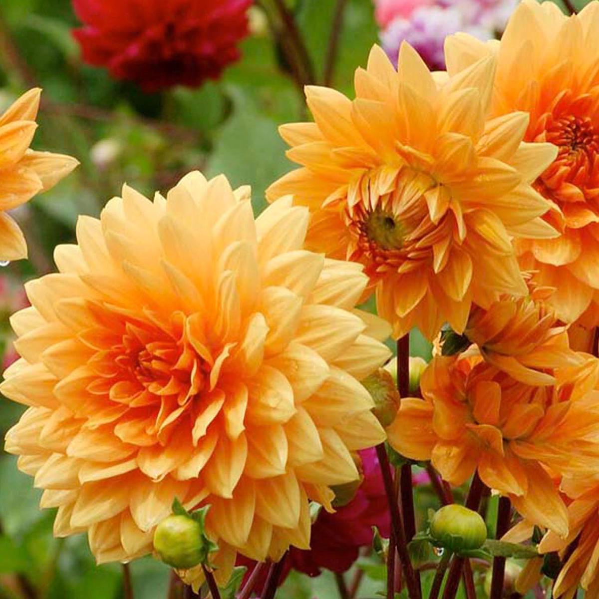 Yellow Orange Dahlia Flower Seeds for Planting Seasonal Bloomer Heirloom & GMO Free Seeds for Home Garden Sale