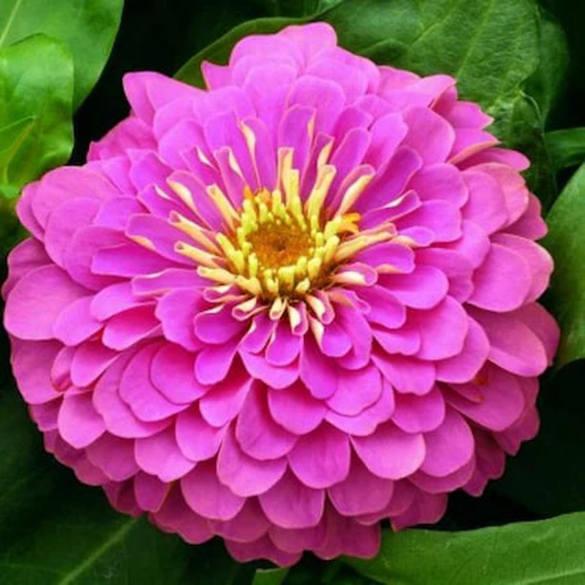 Yellow Pink Zinnia Flower Seeds for Planting Easy to Grow, Heirloom, Non-GMO Garden Seeds