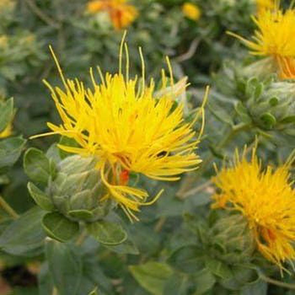 Yellow Safflower Flower Seeds  Heirloom, Non-GMO Flower Seeds for Planting