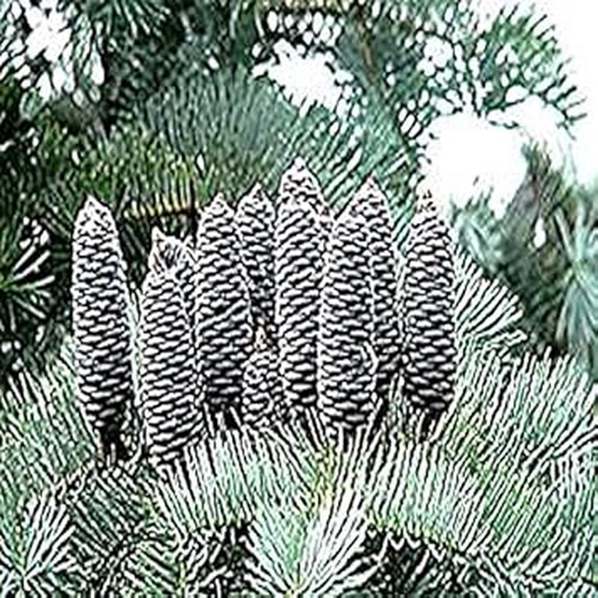 Abies Concolor Seeds for Planting Organic, Heirloom, Non-GMO Plant Seeds