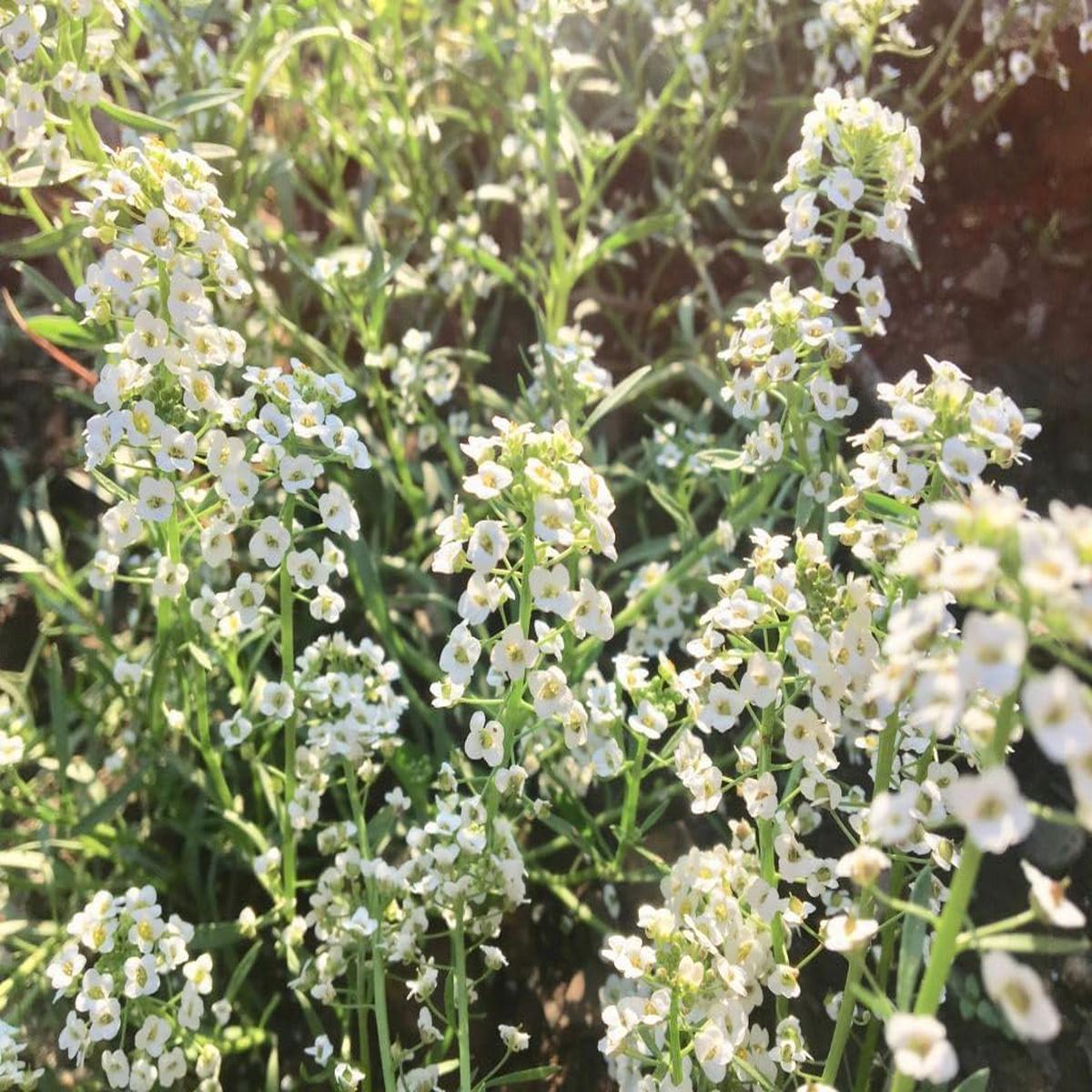 Alyssum Flower Seeds for Planting  Heirloom, Non-GMO, High Germination Bright Blooms