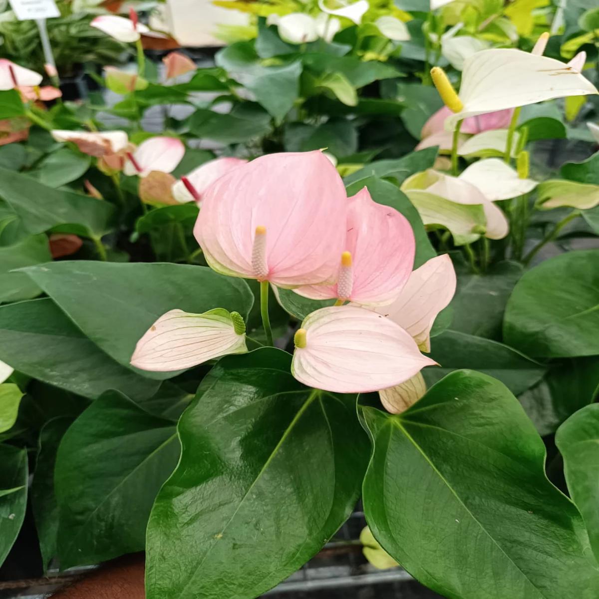Anthurium Light Pink Flower Seeds for Planting  Heirloom Non-GMO, High Germination Organic Garden Seeds