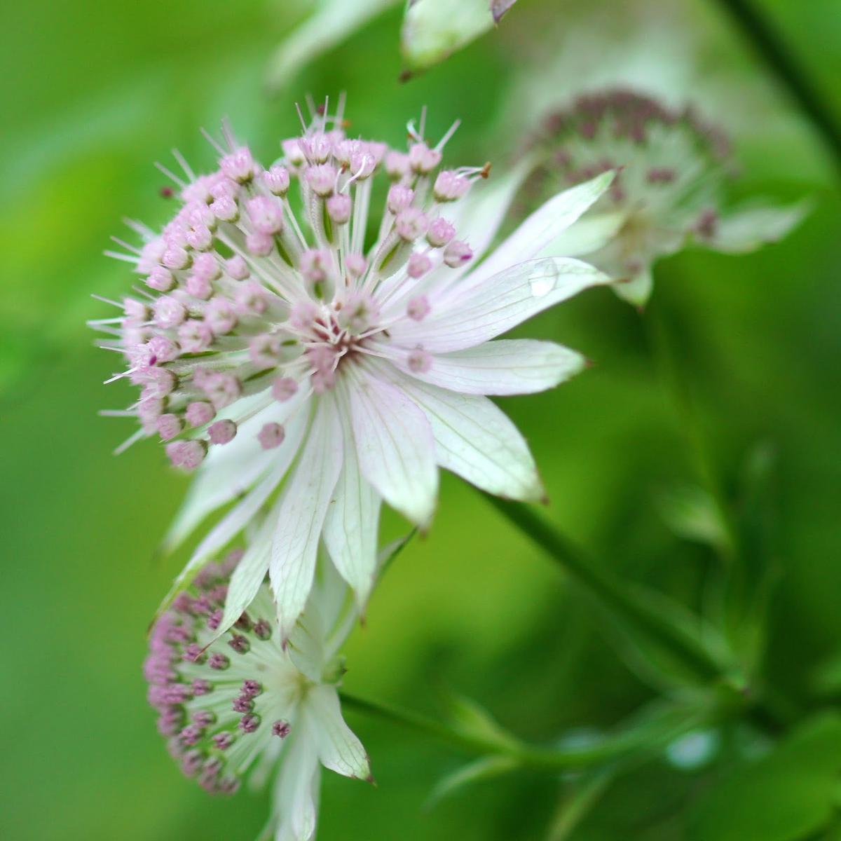 Astrantia Flower Seeds for Planting Heirloom, Non-GMO, Drought Tolerant Organic Garden Seeds
