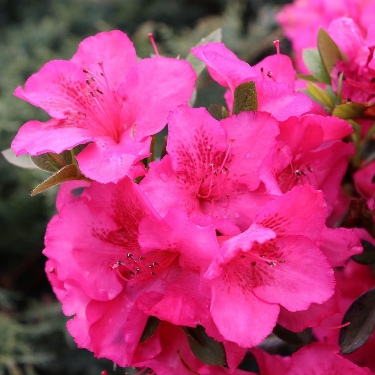 Azalea Flower Seeds – Plant Pink Blooms for Vibrant Gardens