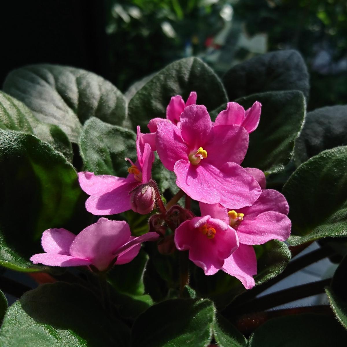 Baby Pink Saintpaulia Flower Seeds for Planting – Heirloom Non-GMO High Germination Organic Garden Seeds