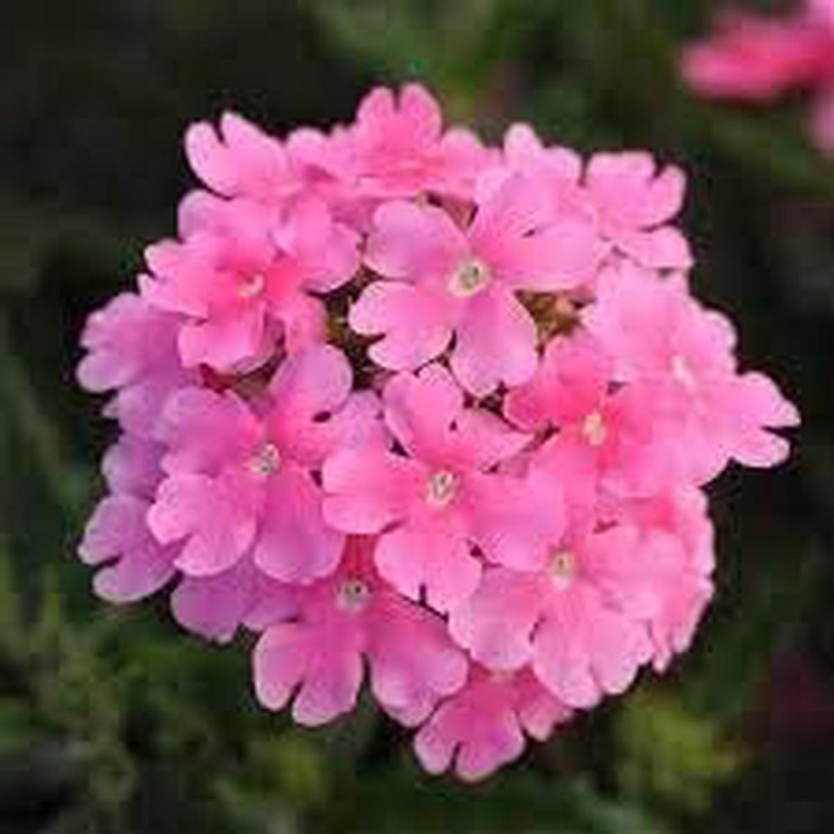 Baby Pink Verbena Flower seeds for Planting – Garden Favorite, Heirloom & GMO Free Seeds for Home Garden