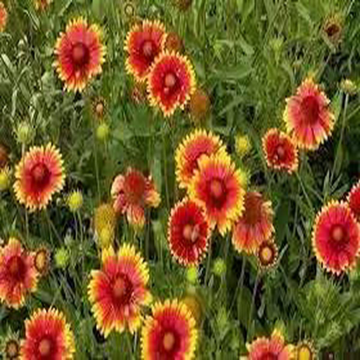 Blanket Flower Wildflower Seeds for Planting -NON GMO Seeds