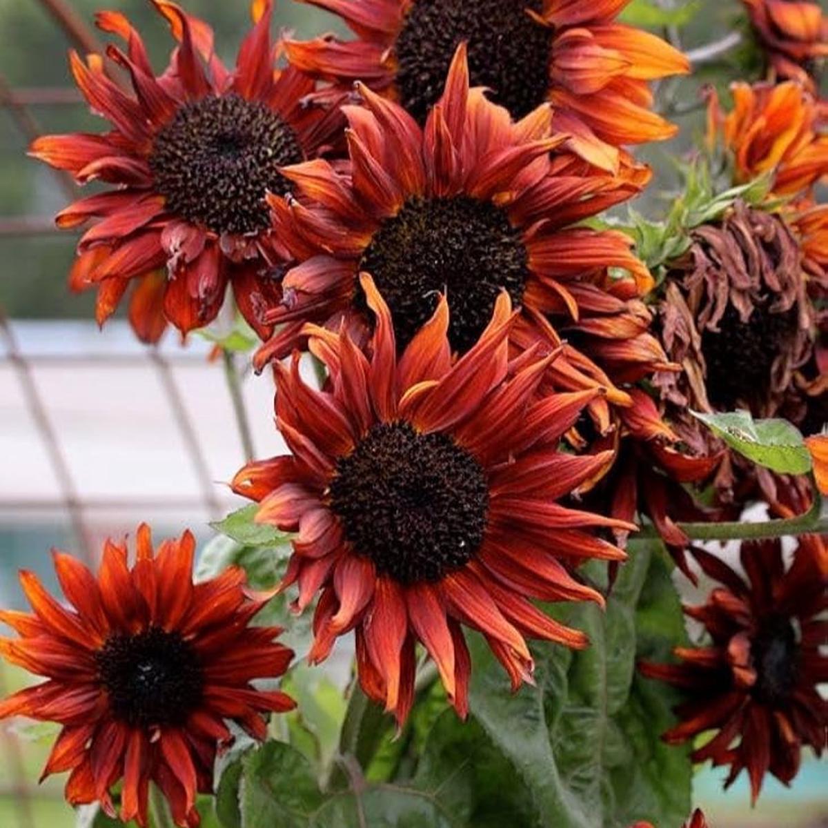 Brown Sunflower Seeds for Planting  Heirloom, Non-GMO, Easy to Grow, Annual