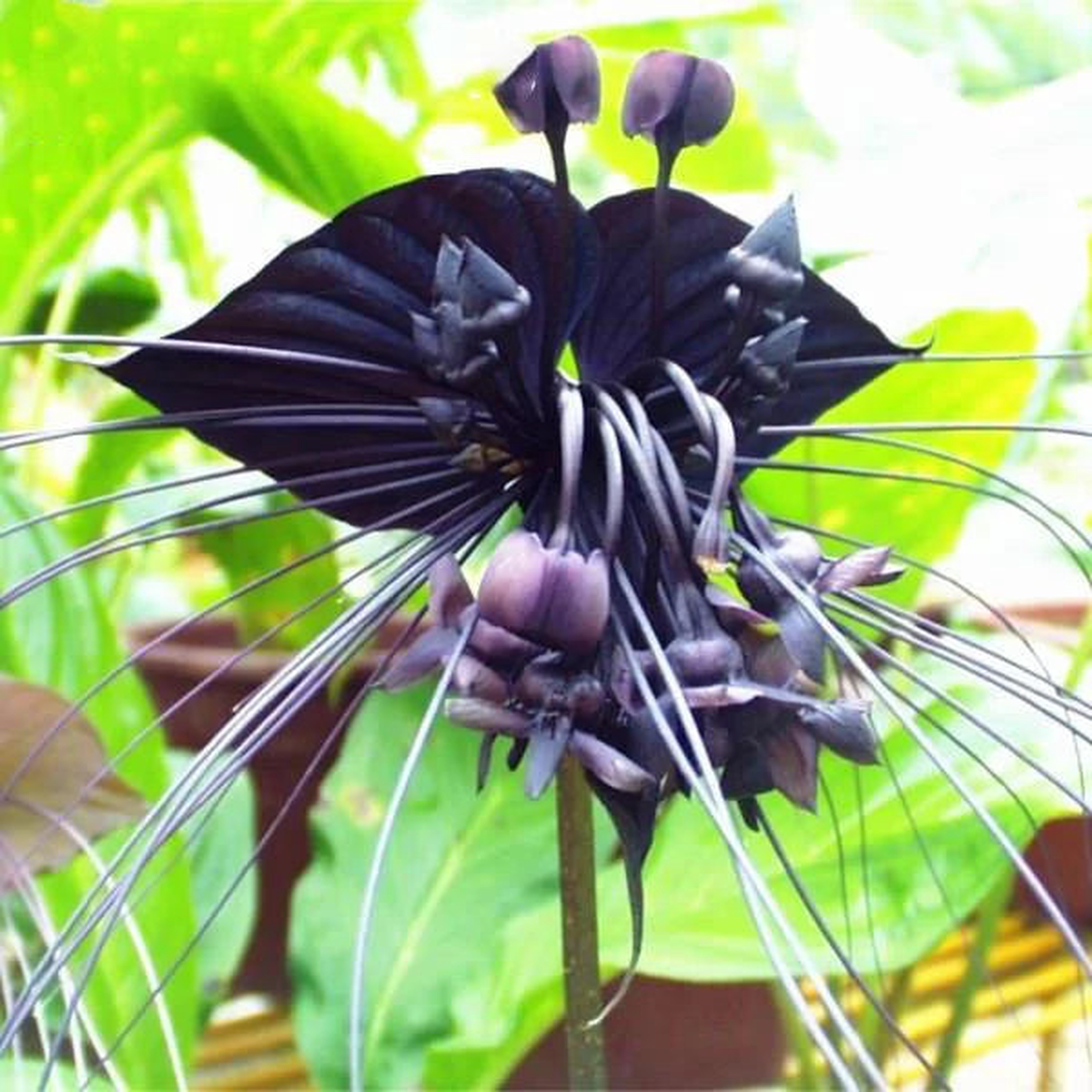 Butterfly Orchid Flower Seeds for Planting Heirloom, Non-GMO, High Germination Organic Garden Seeds