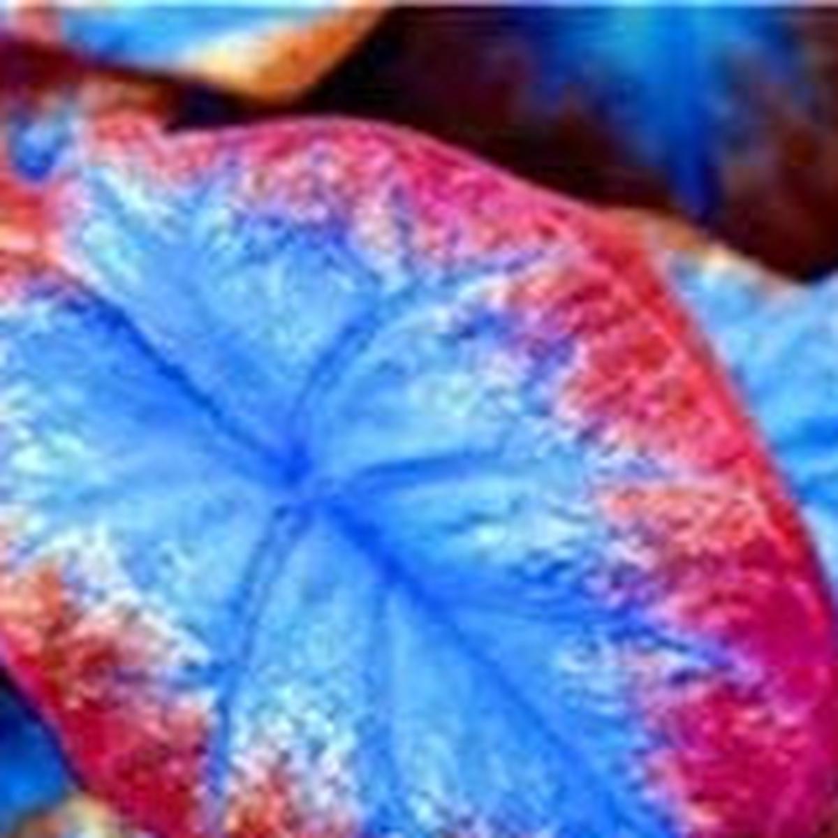Caladium Blue Mix Flower Seeds for Planting Heirloom & Non-GMO Garden Seeds for Colorful Foliage
